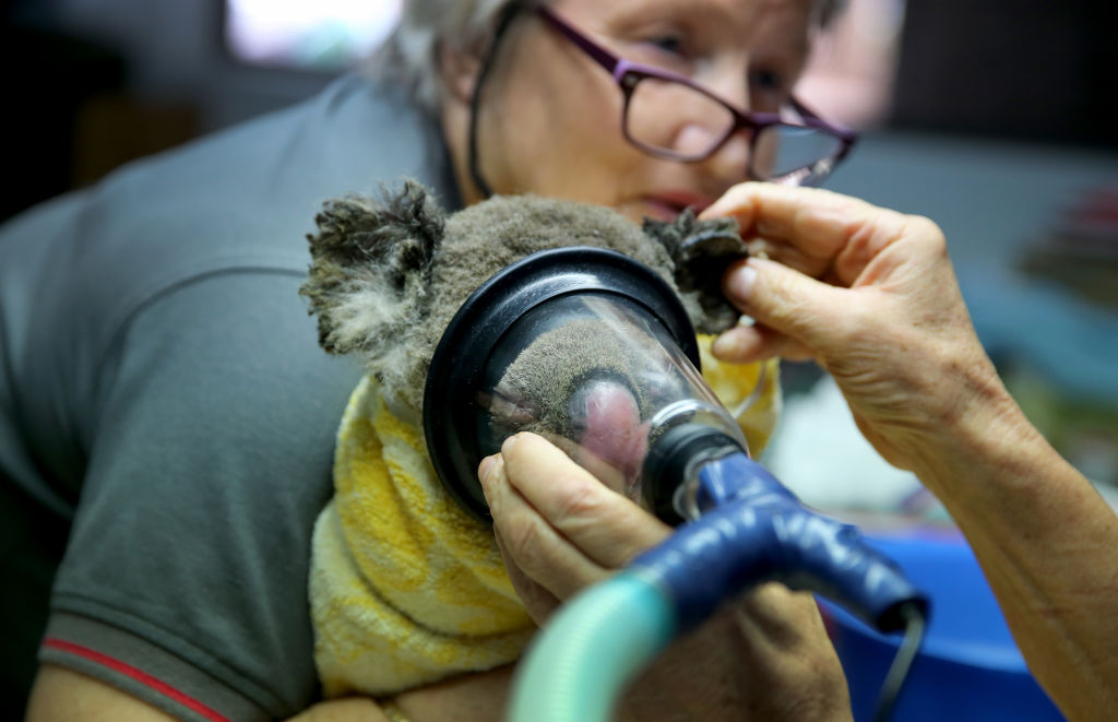U mirnim godinama, kroz bolnicu prođe između 200 i 250 koala. Neke od njih se liječi, a neke dolaze samo na kontrolu kako bi se mogla provoditi istraživanja o bolestima koje ih zahvaćaju.