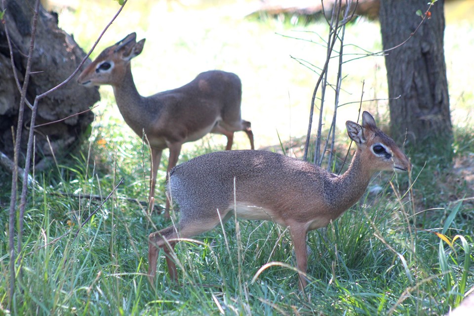 Ovog vikenda će posjetitelji zagrebačkog Zoološkog na 'ljubavnim turama' moći vidjeti zaljubljene životinjske parove poput ovih dik-dikova (vrsta antilope) koji nemaju imena.