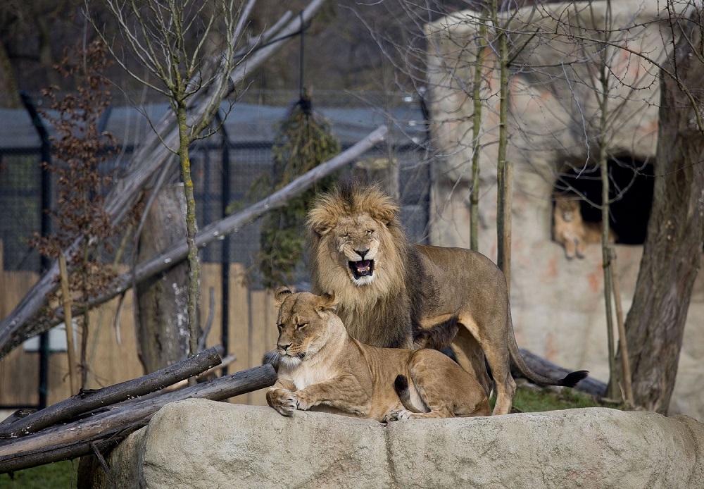 Lavovi Leo i Nyota također su jedan od parova u Zoološkom.