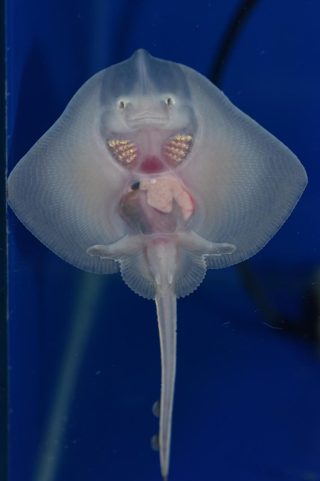 Aquarium Pula odnedavno ima novu atrakciju, bebe raže.