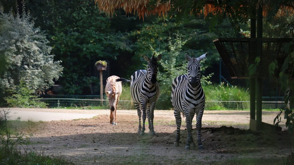 Gustav i Sabine, pak, zaljubljene su zagrebačke zebre. 