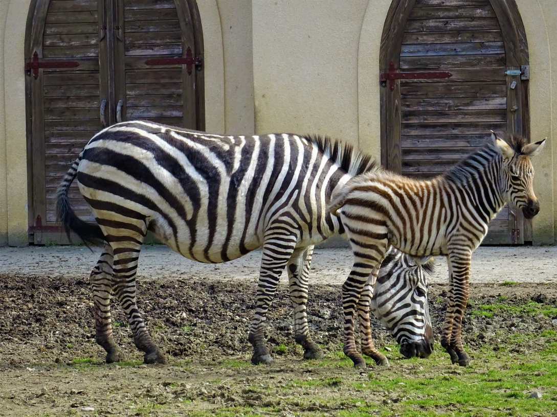 Inače, obitelj zagrebačkih zebri čine mama Sabina, tata Gustav i sestra Cheeza, a sada i prinova. 
