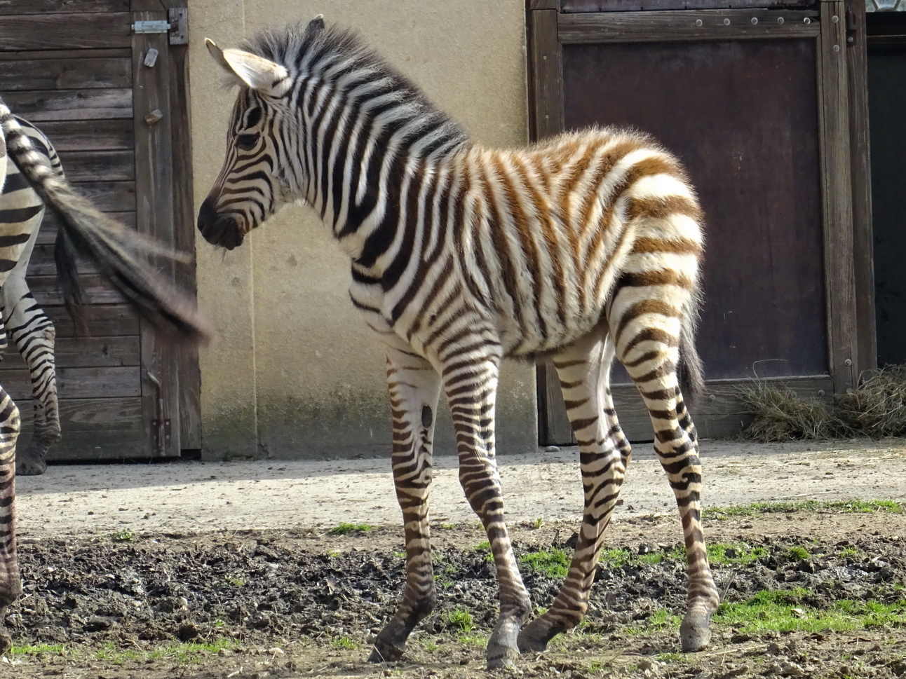 Zagrebački zoološki ima novo mladunče, bebu zebru koja je okoćena jučer.

