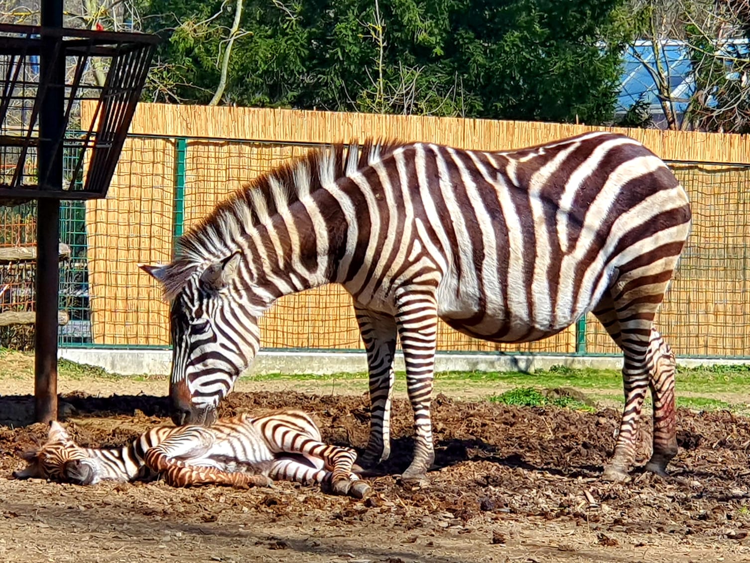 Mladunče u pravilu ima tridesetak kilograma, a odrasla zebra može biti deset puta teža.
