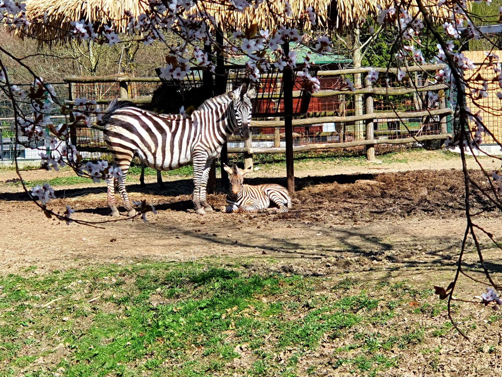 Nova malena zebra trenutno ima smeđe pruge koje će s vremenom potamnjeti i postati crne, objašnjavaju. 
“Raspored i izgled pruga jedinstven je za svaku zebru – poput otiska prsta kod čovjeka”, kažu.