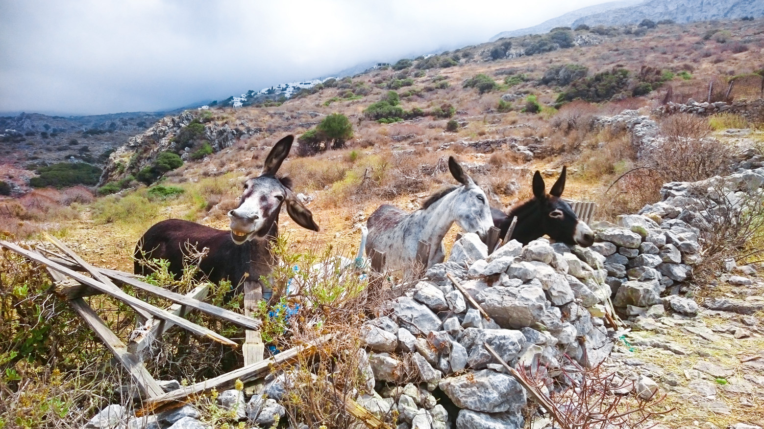 Fotografija 'The funny Amorgos donkey' fotografa Borisa Purmanna snimljena u Grčkoj. 