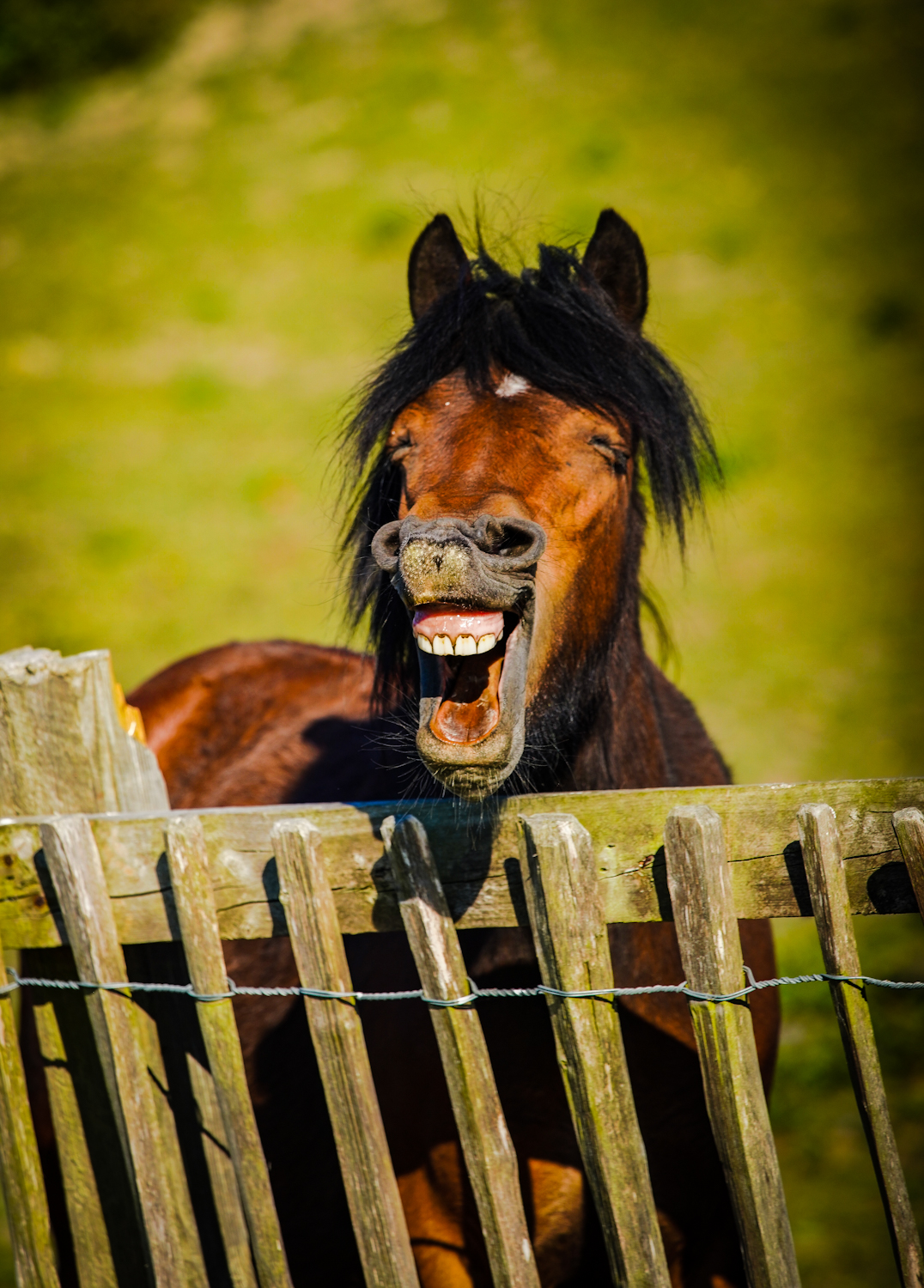 Fotografija 'Crazy horse' fotografa Daniela Szumilasa snimljena u Yorkshireu.