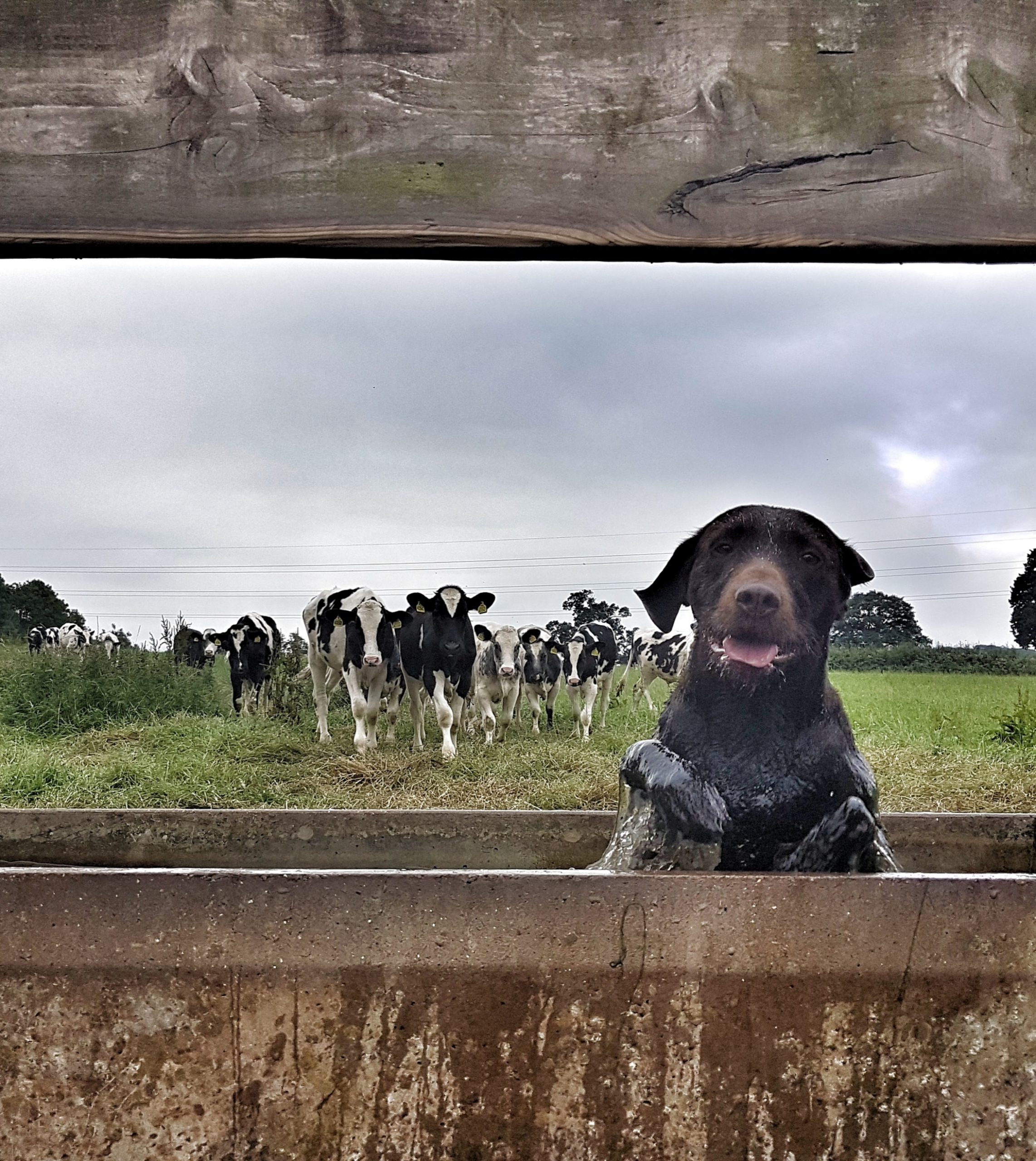 Fotografija 'Matilda fleeing the cows' fotografkinje Emme Watson snimljena u Somerset fieldu u SAD-u.