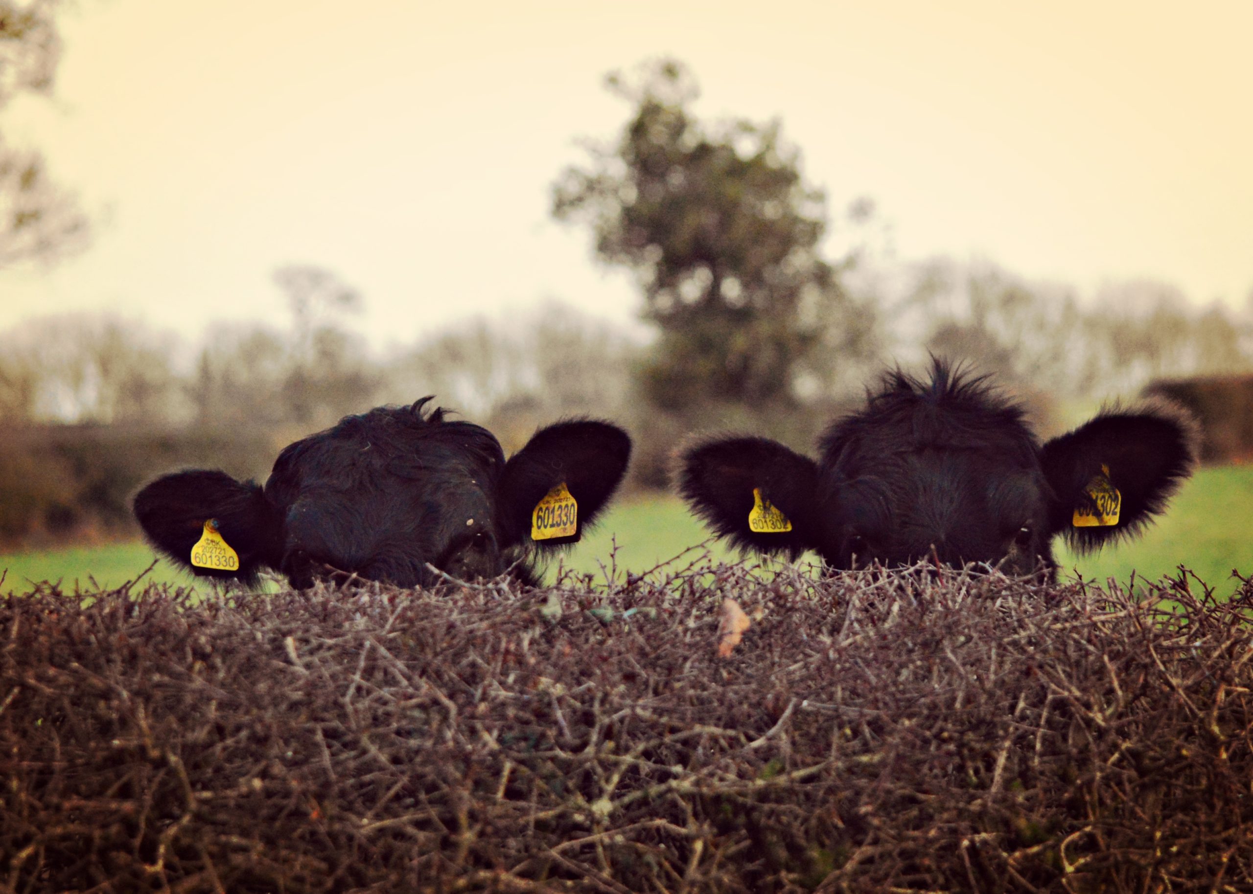 Fotografija 'Covert cows' fotografkinje Hather Ross snimljena u Birminghamu.