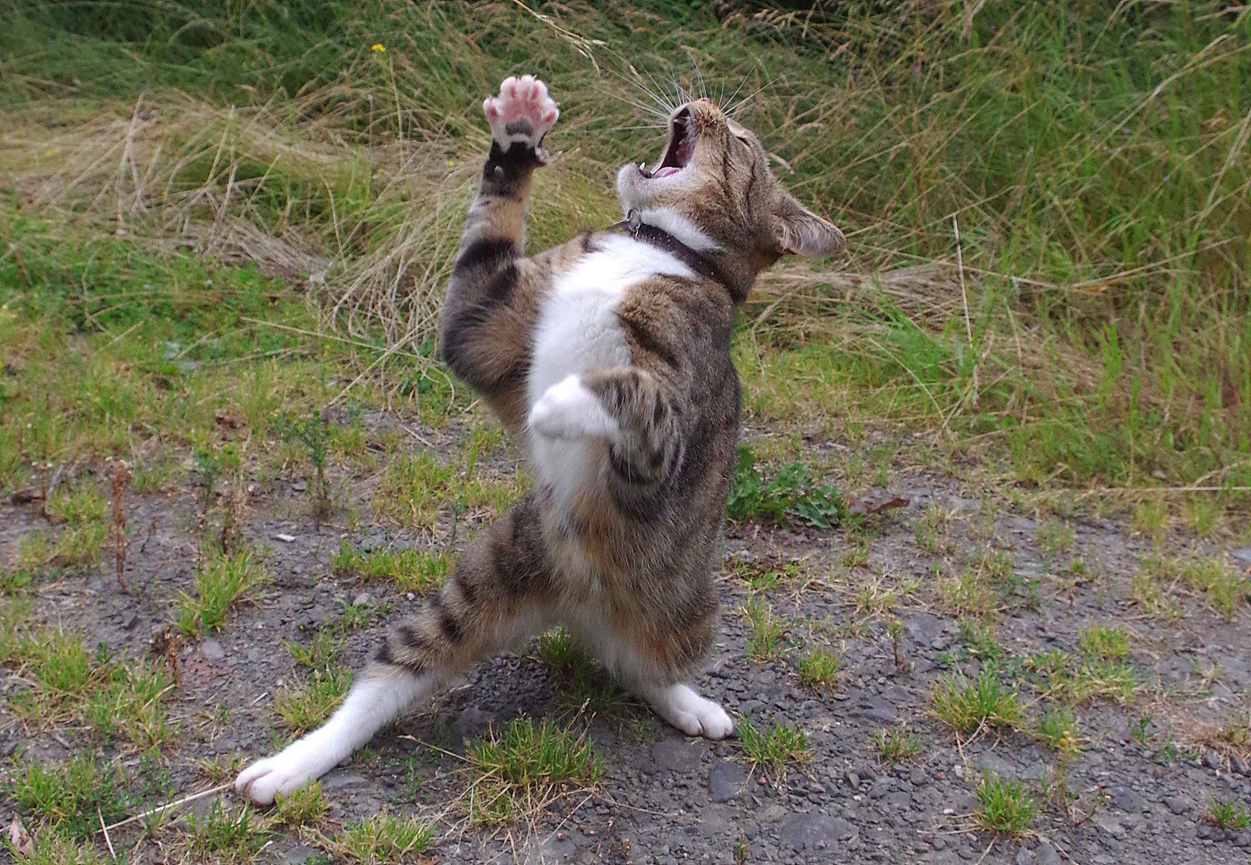 Fotografija 'Overdramatic cat' fotografa Iaina McConnella snimljena u Walesu. 