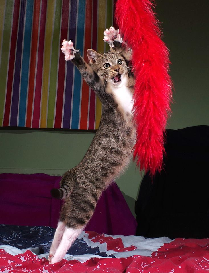 Fotografija 'The dancing cat' fotografa Iaina McConnella snimljena u Walesu. 