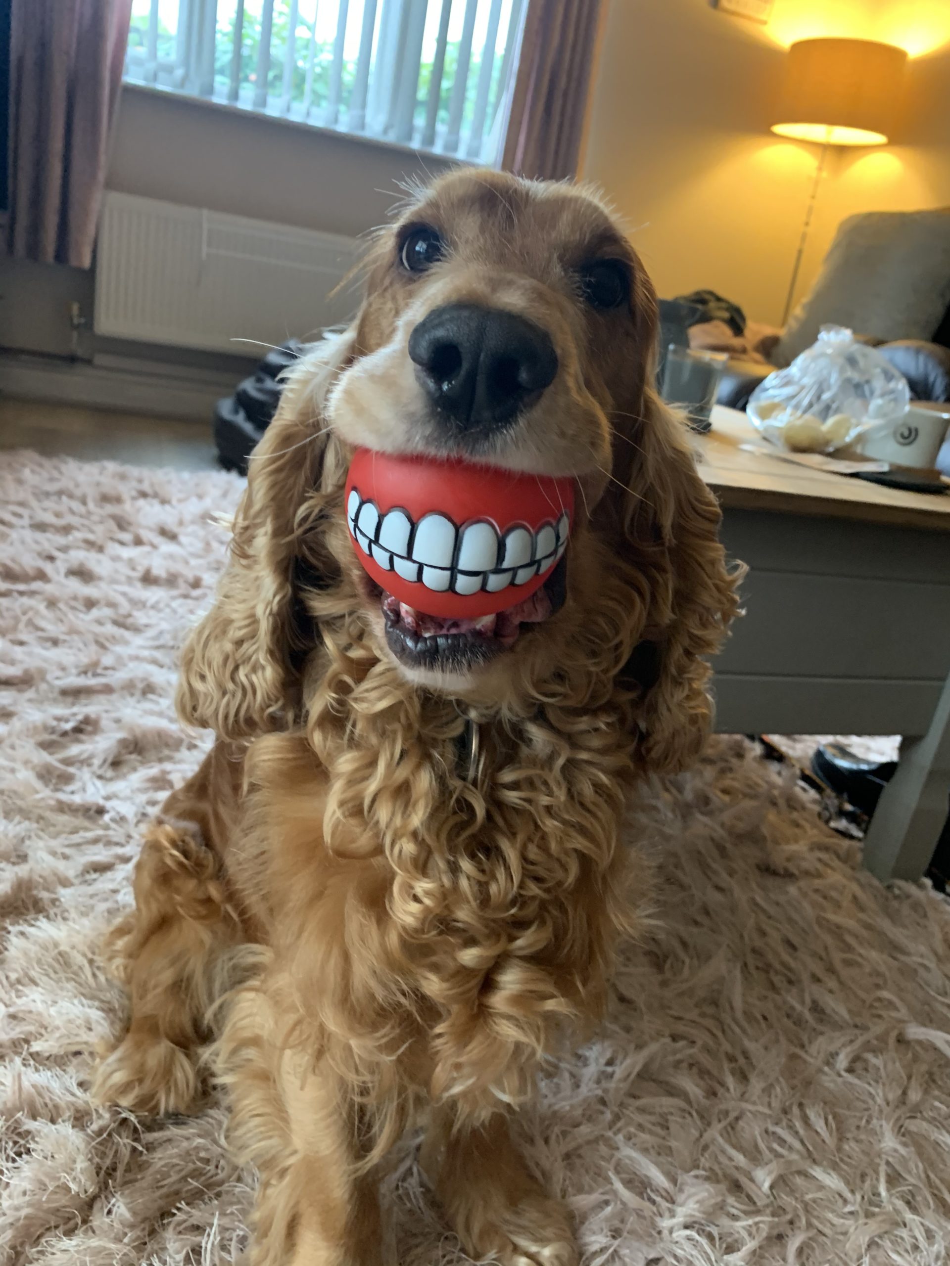 Fotografija 'Buddy's new teeth' fotografkinje Lianne Richards snimljena u Velikoj Britaniji. 