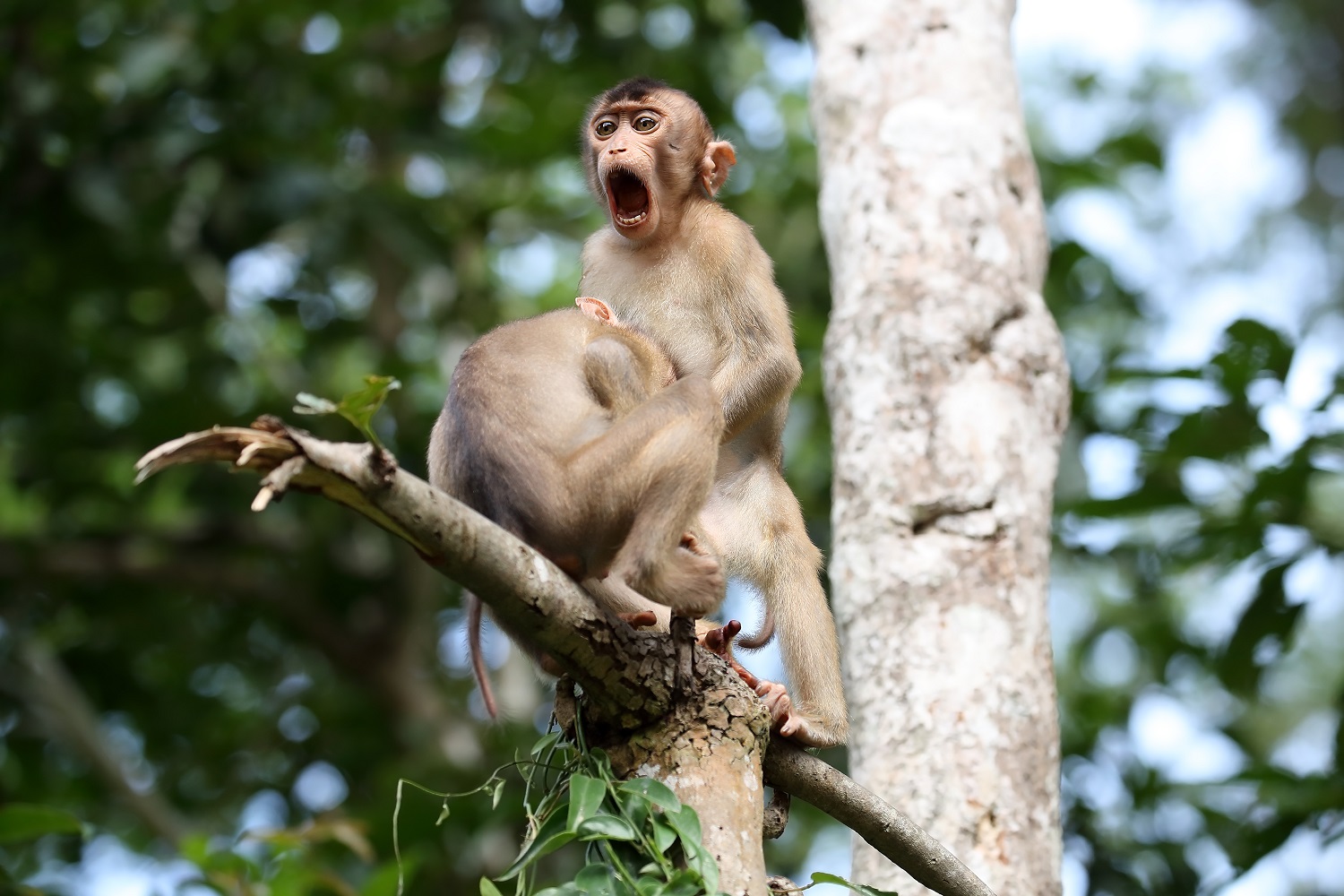 Fotografija 'Majmunska posla' fotografkinje Mgan Lorenz snimljena u Borneu. 