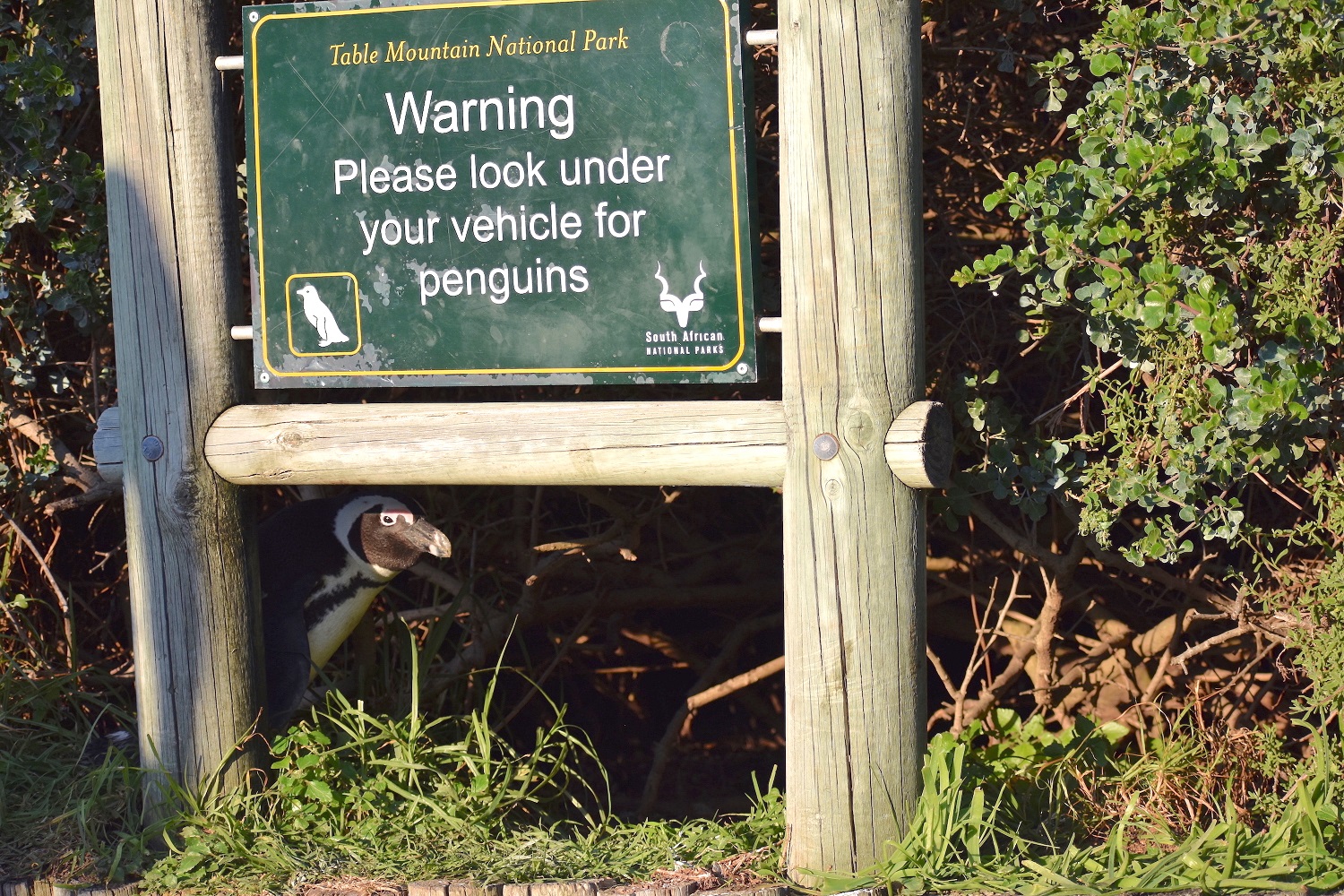 Fotografija 'Nema ovdje pingvina', fotografkinje Perl Kasparian.