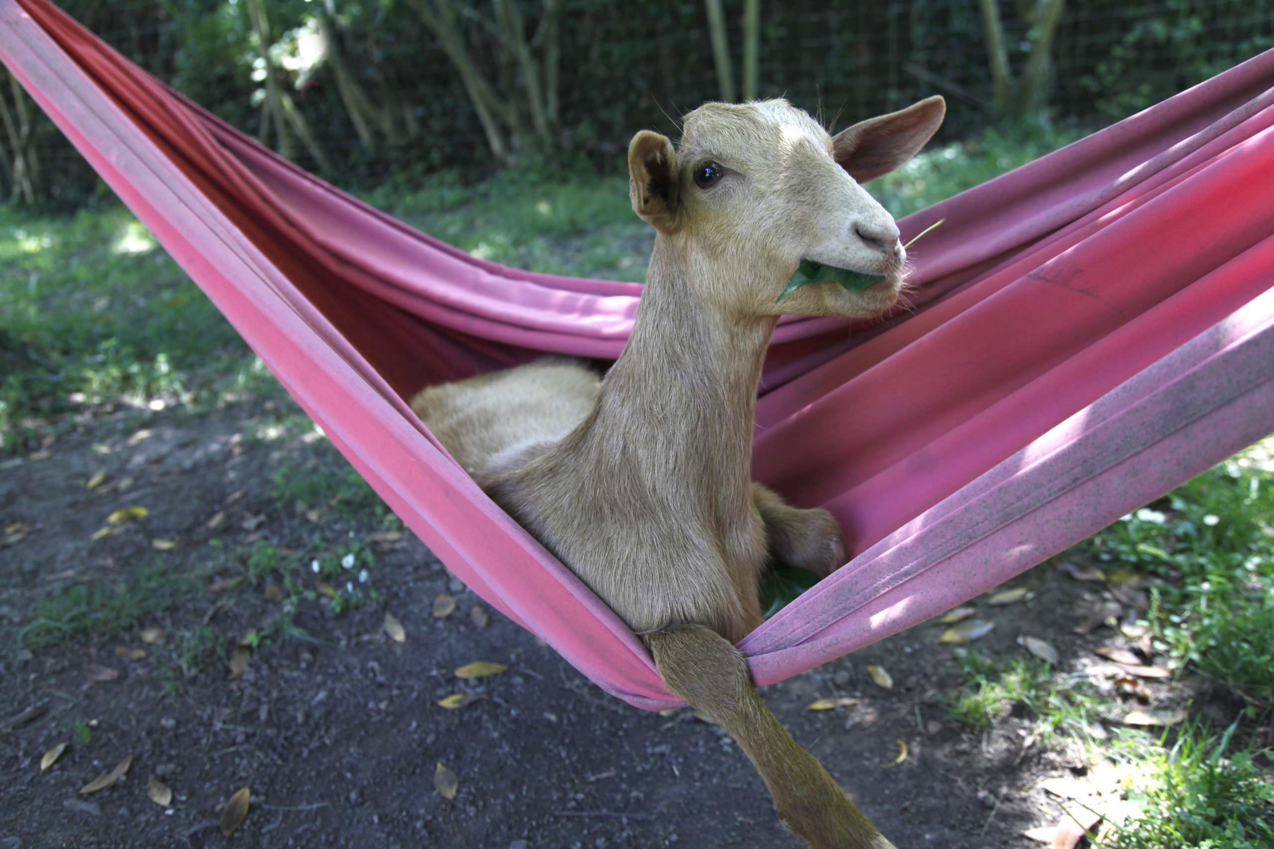 Fotografija 'Goat relax time' fotografa Roberta Prata snimljena u Španjolskoj. 