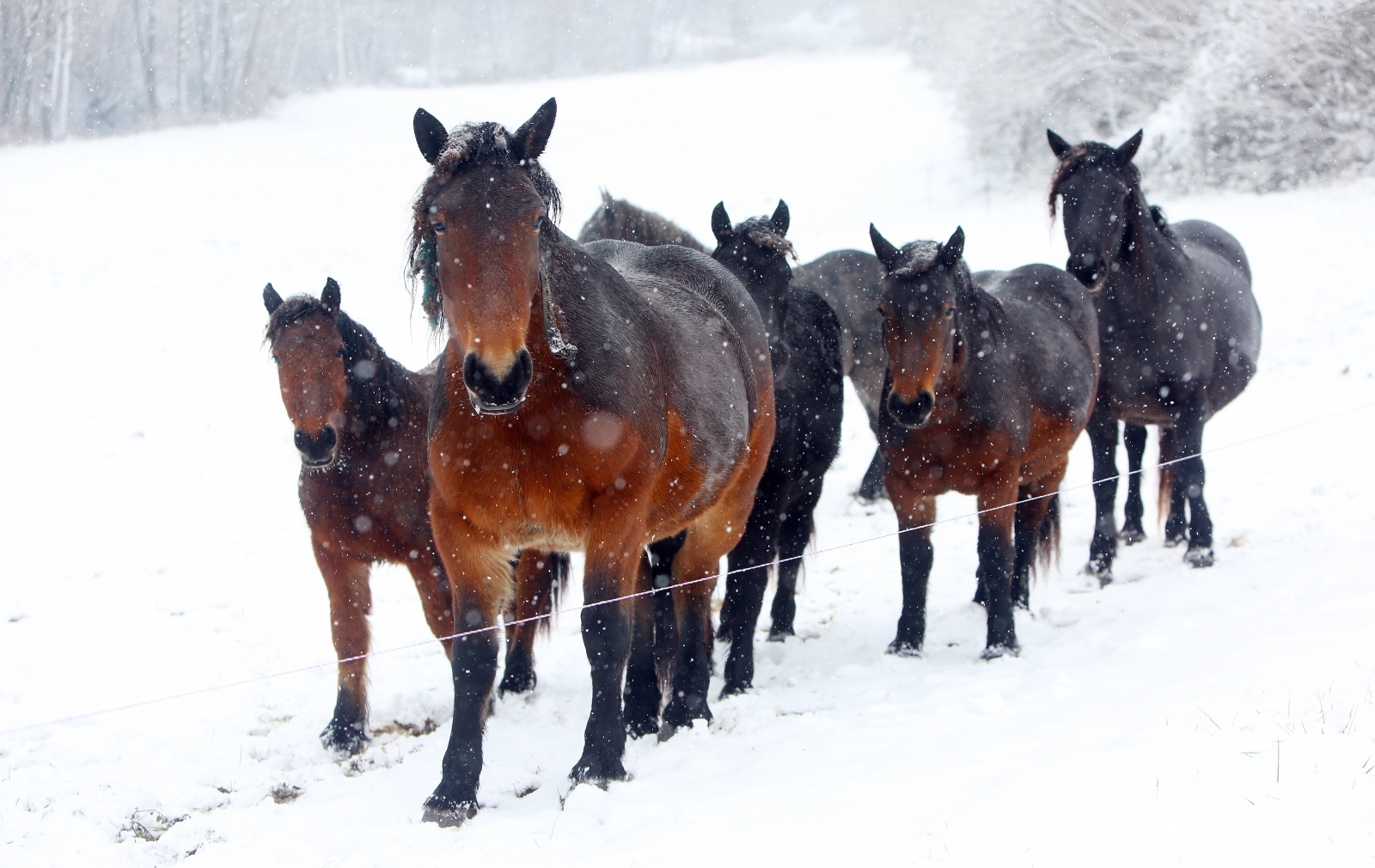 Prvim snježnim pahuljama vesele se i konji na pašnjaku kod Krnjaka/Kristina Stedul Fabac/PIXSELL