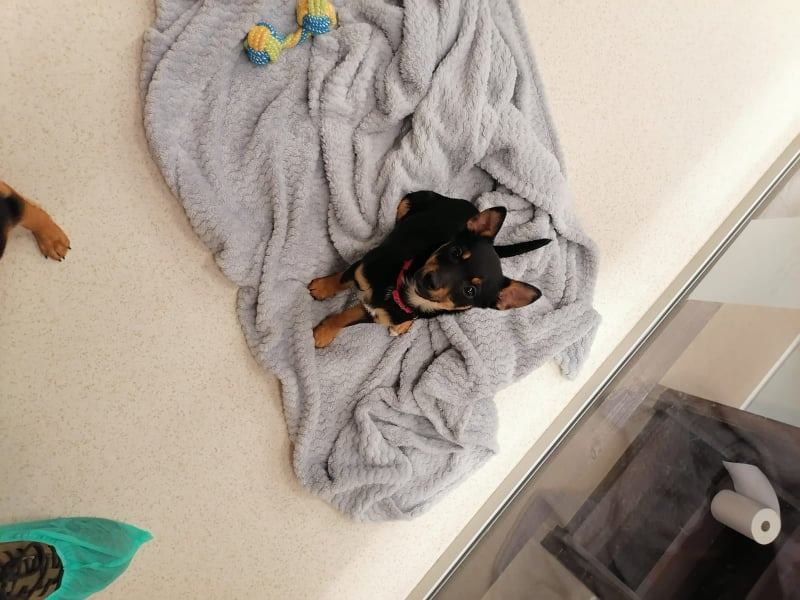 Žensko štene, 2.5 mjeseca, mješanka spašena u Glini. Možete se javiti na mail: udruga@najboljiprijatelj.hr