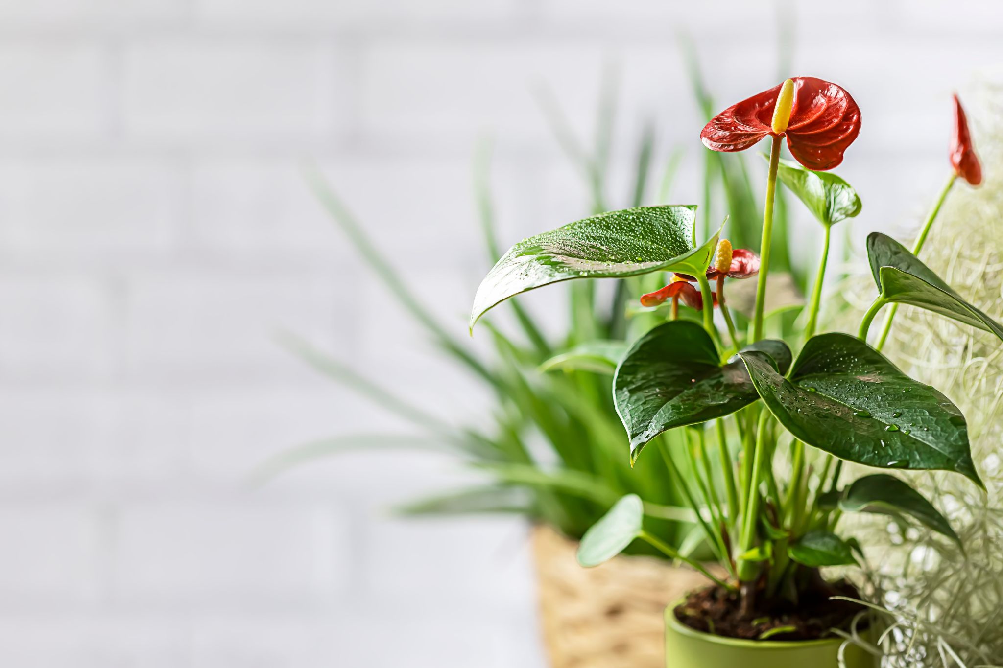 anthurium uzgoj i održavanje