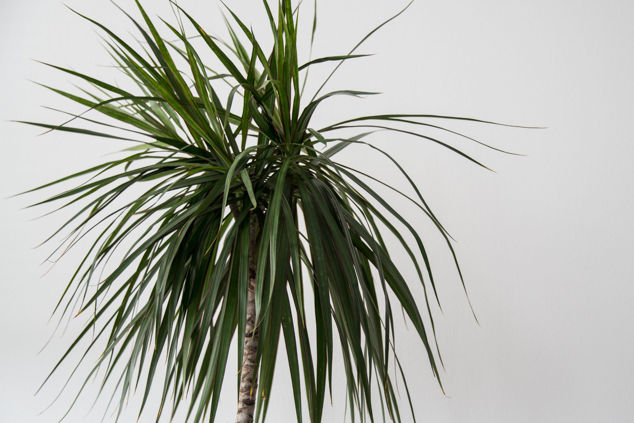 dracena ženski zmaj uzgoj