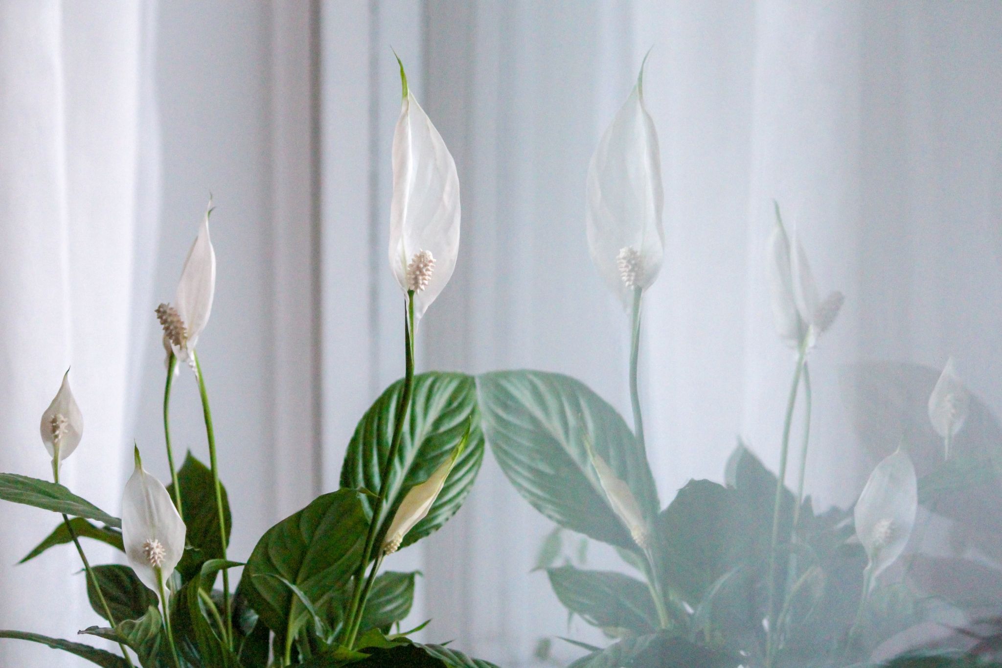 peace lily uzgoj