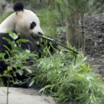 Nakon čuvene ping-pong diplomacije, sada stiže panda diplomacija: Kina šalje dvije pande u SAD