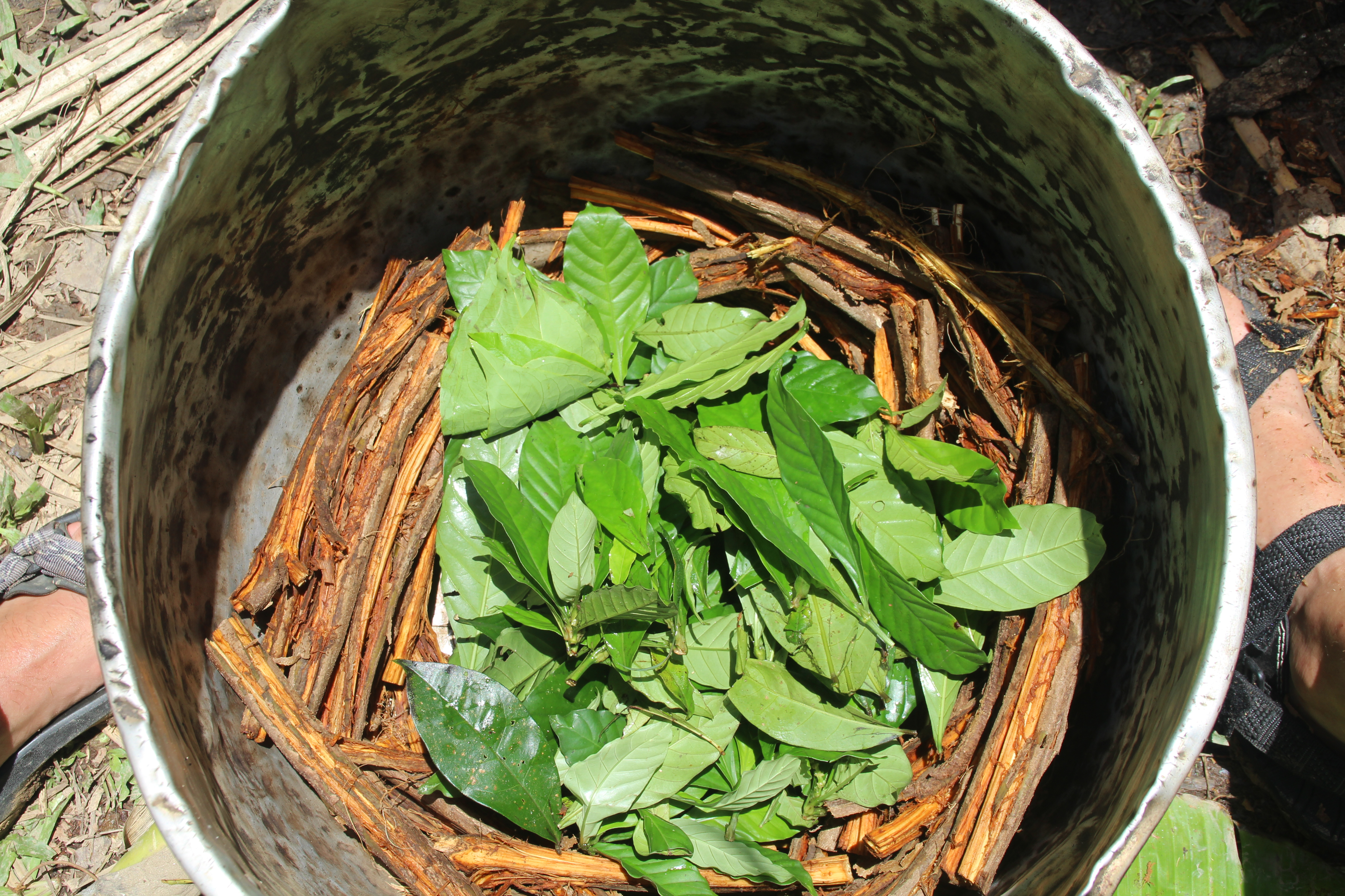 ayahuasca biljke
