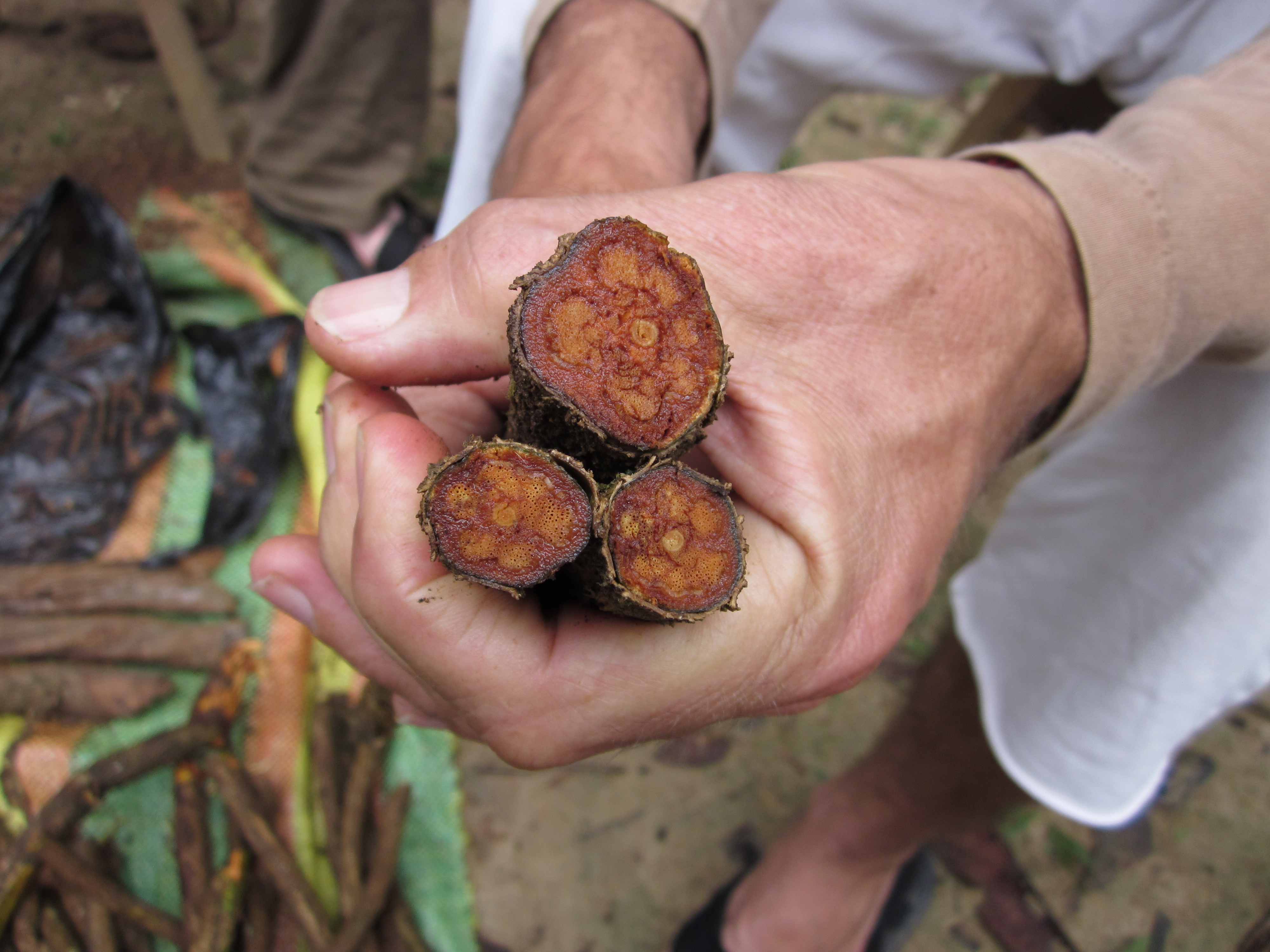ayahuasca biljna mjesavina