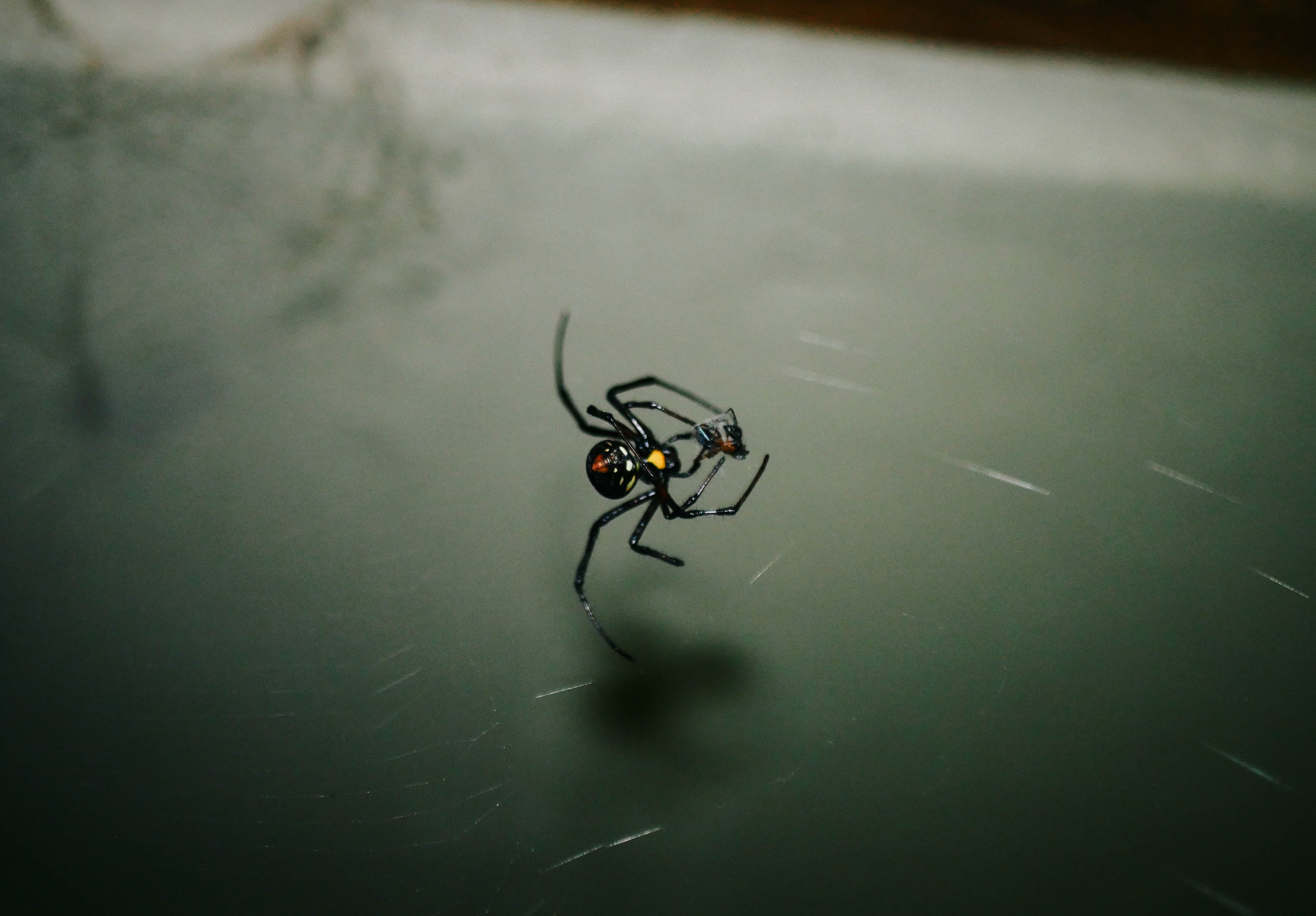 Crna udovica najotrovniji je pauk u Hrvatskoj