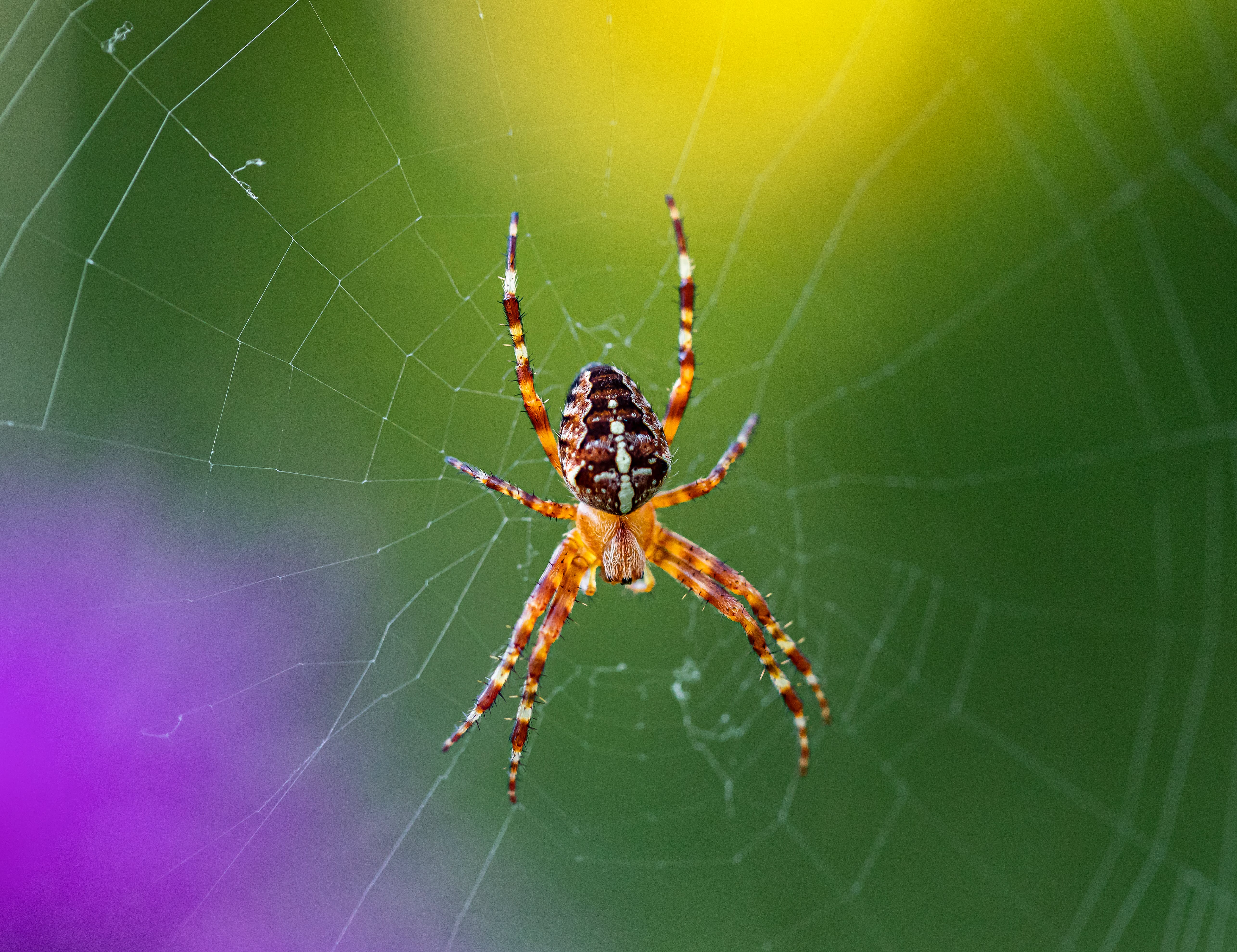 Pauk križar je jedan od najčešćih pauka Hrvatske