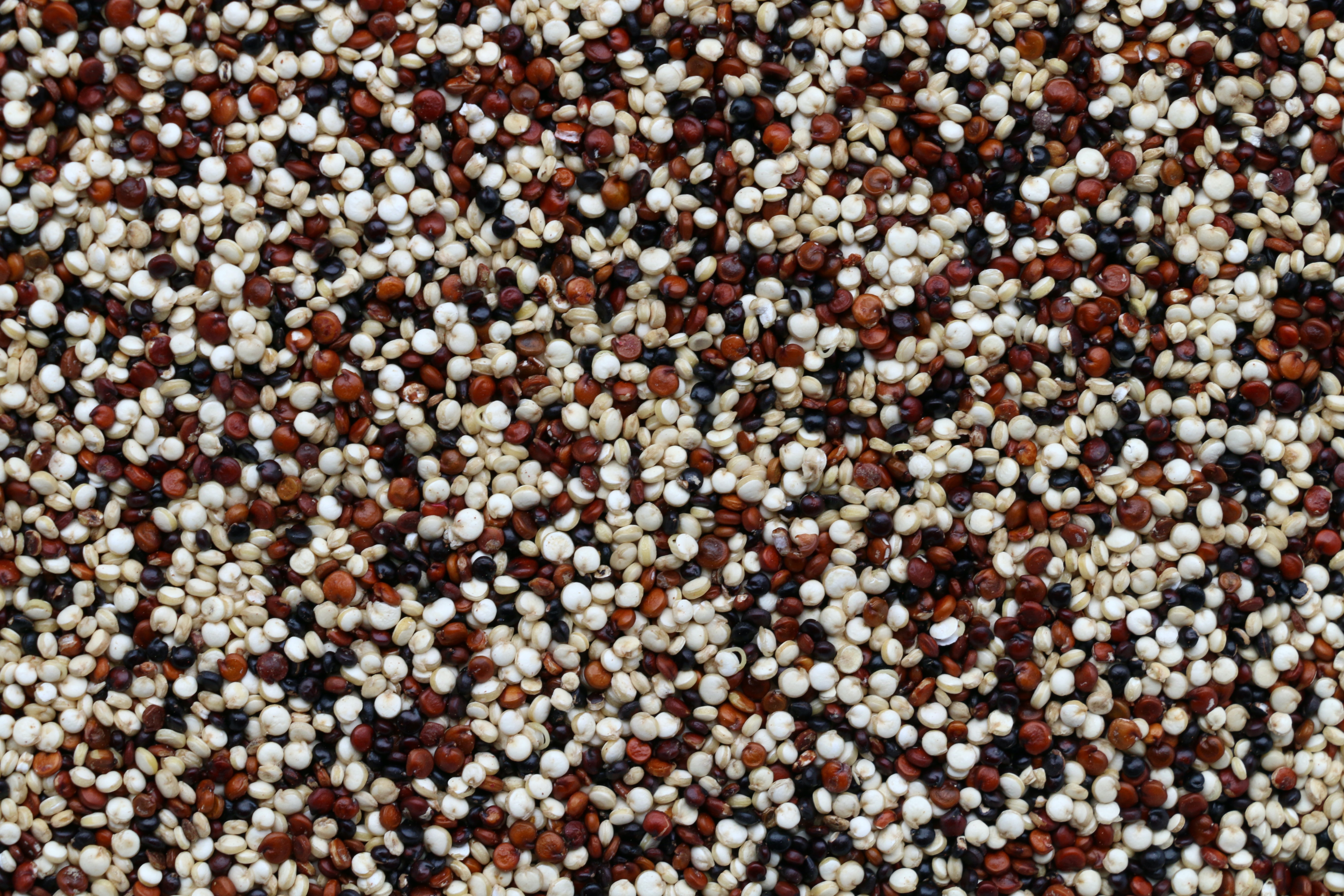 Kvinoja je južnoamerička cjelovita žitarica