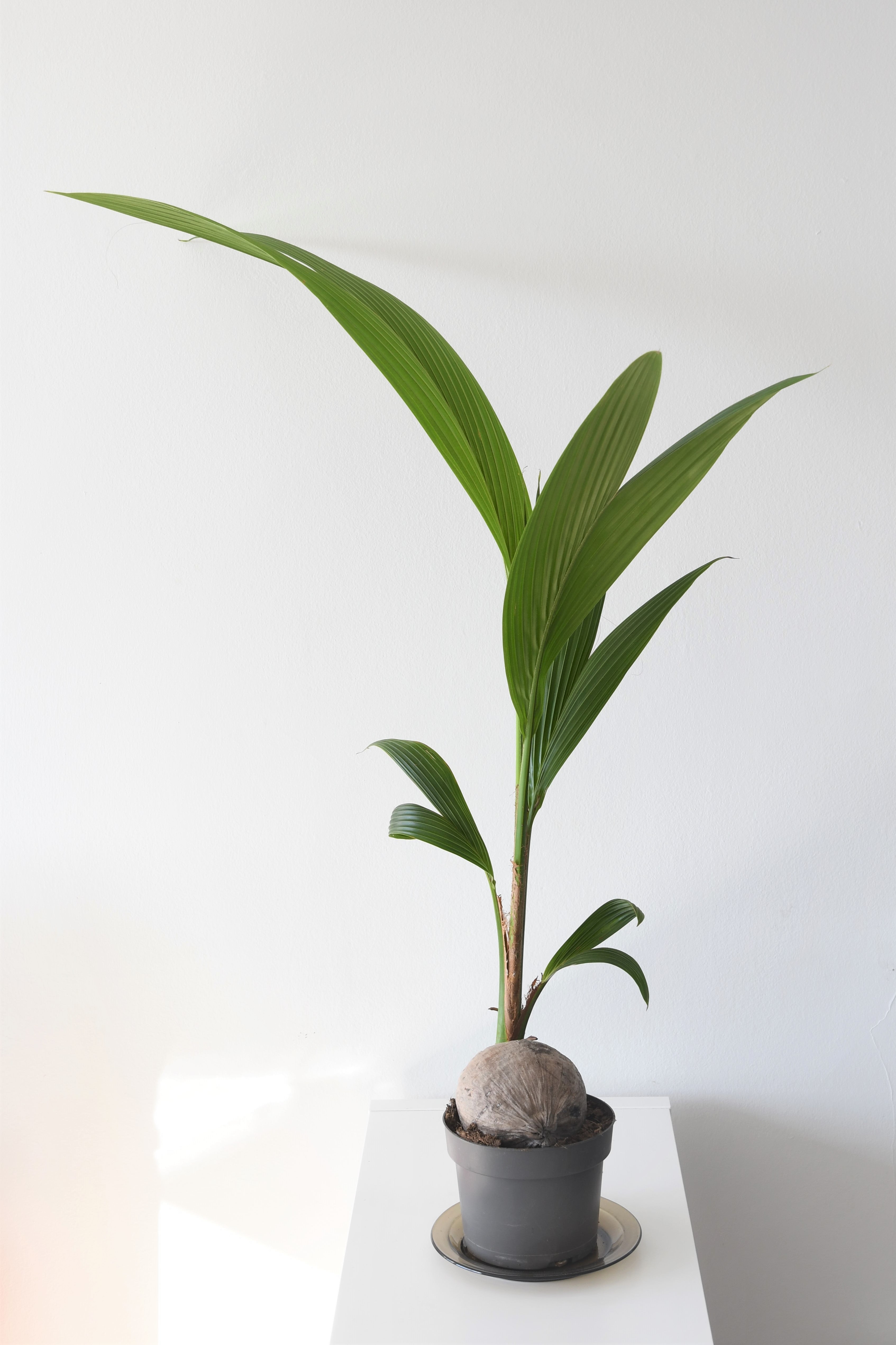 Kokosova palma biljke za spavaću sobu