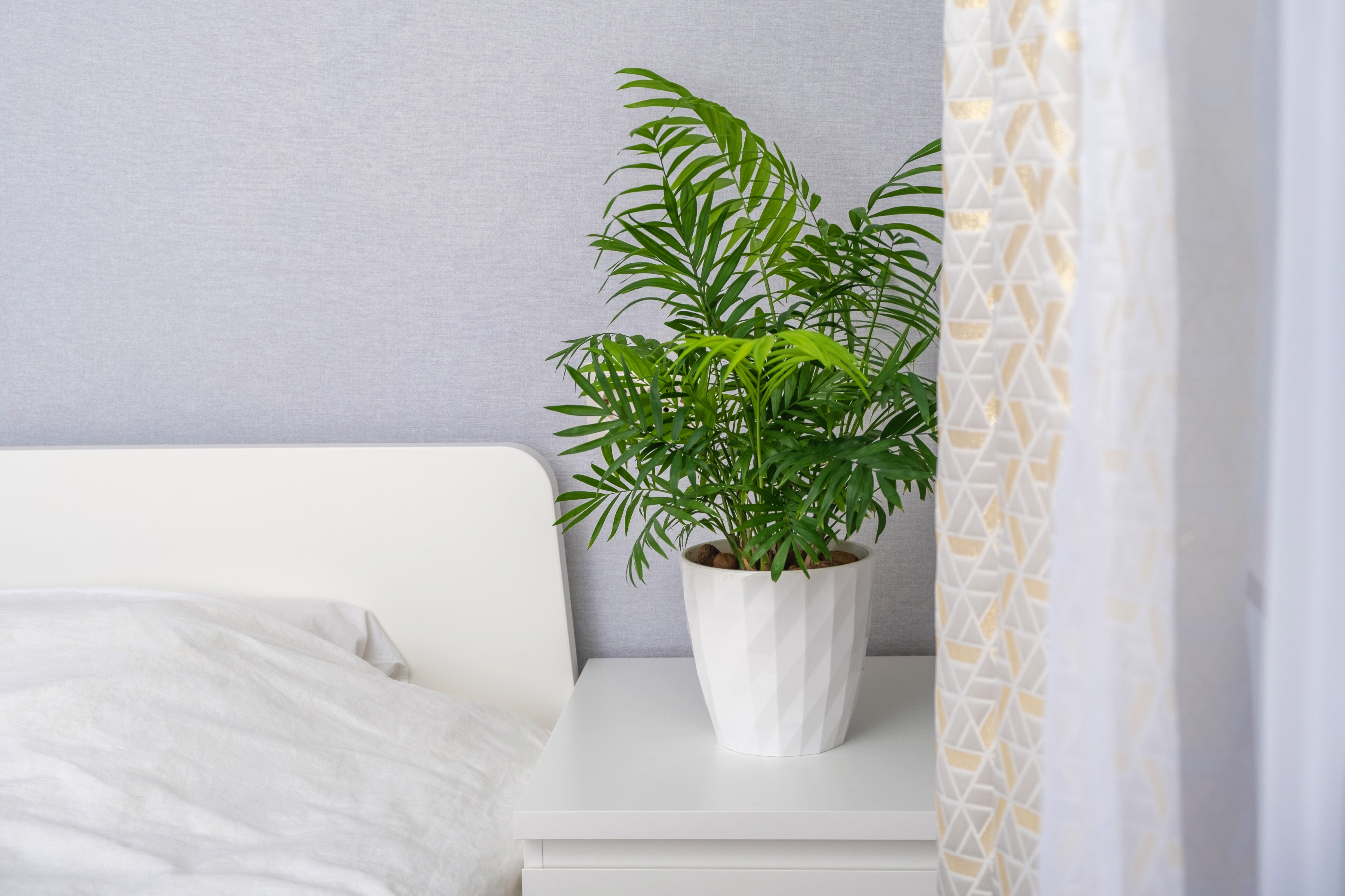 Palma sreće biljke za spavaću sobu