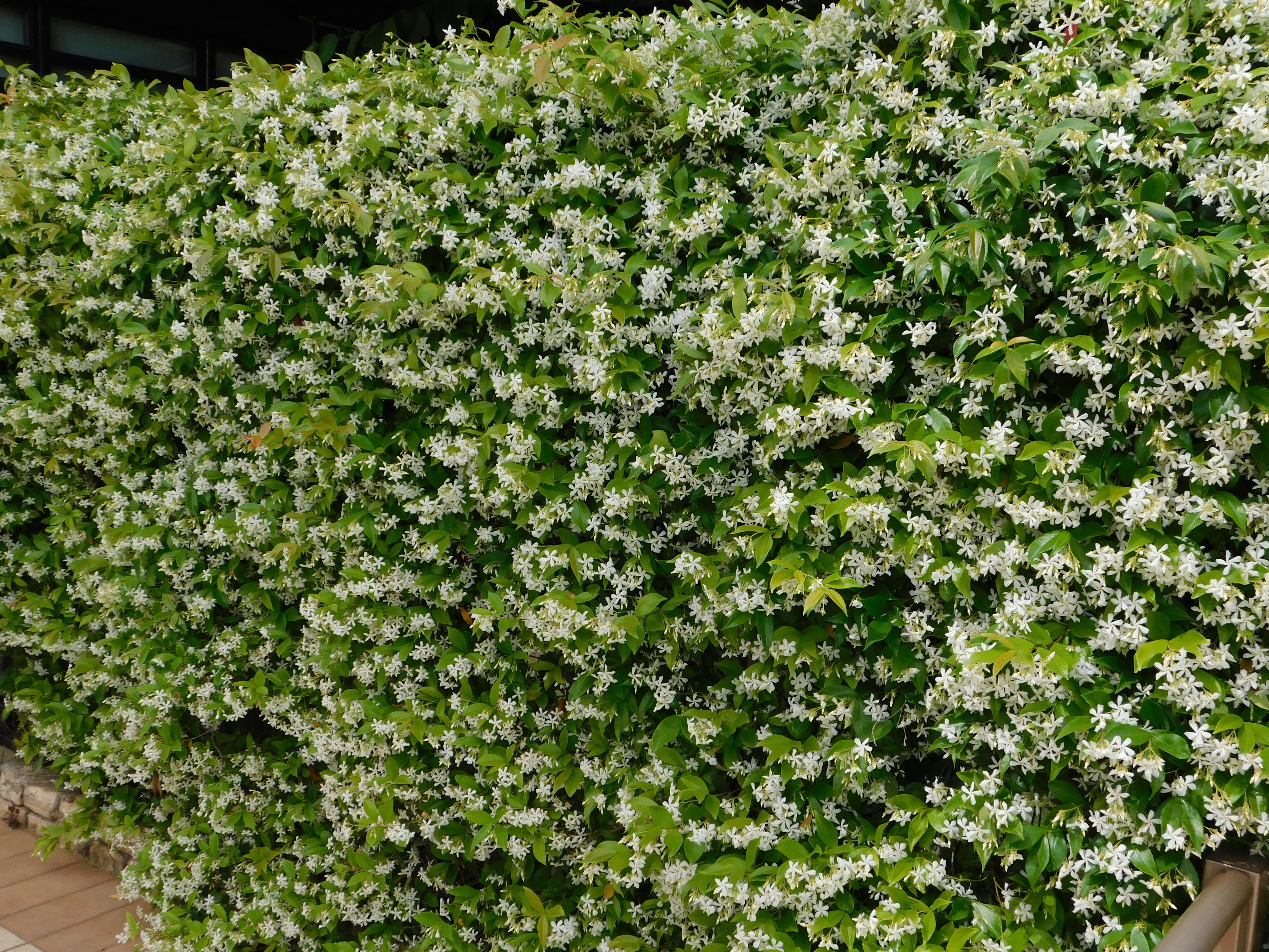 Zimzeleni jasmin (lat. Rhinospermum jasminoides)