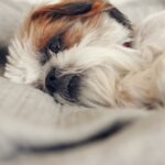 Veterinari objavili upozorenje za vlasnike pasa. Povećan broj slučajeva opasne zarazne bolesti