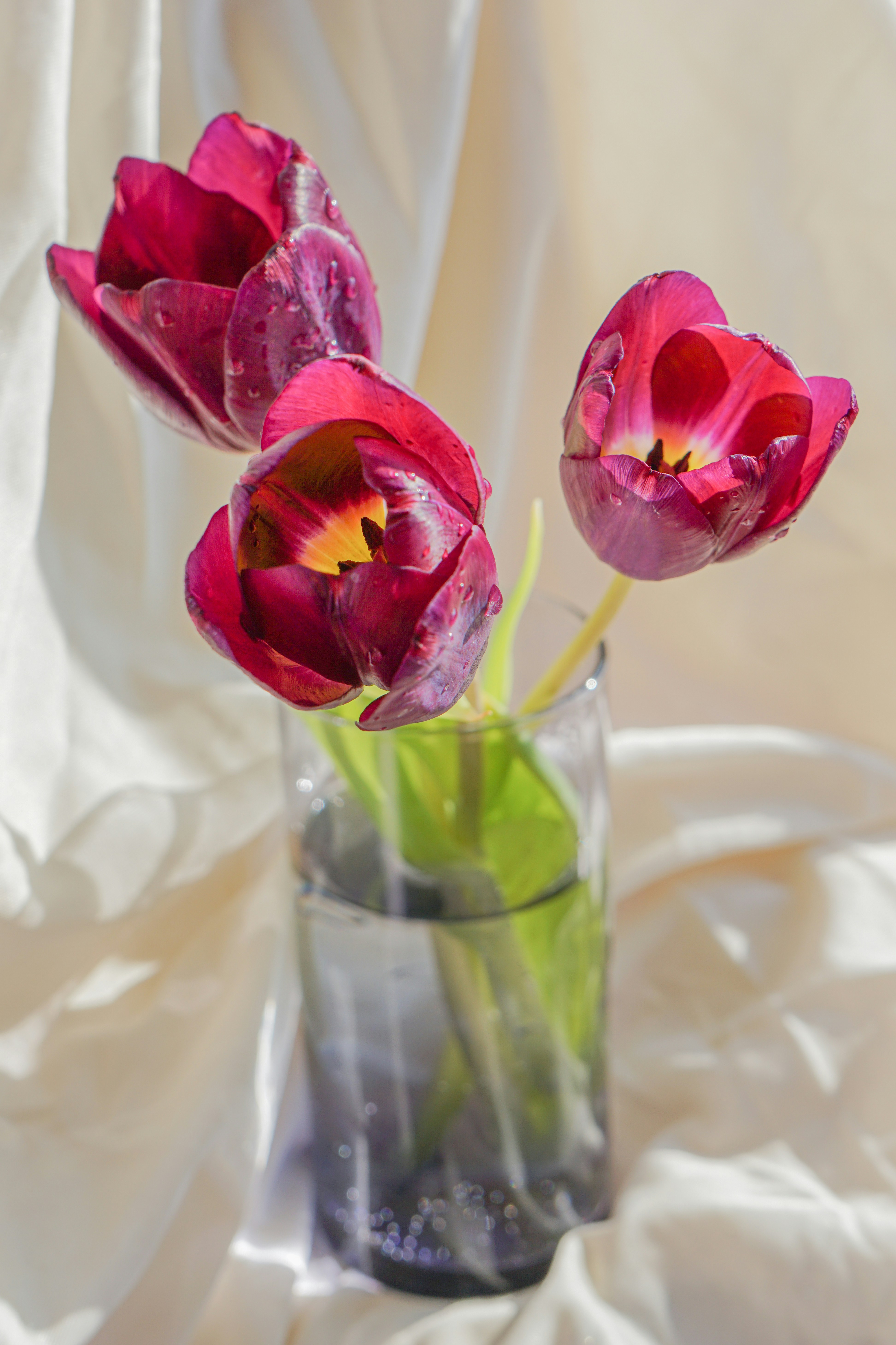 tulipani u vazi