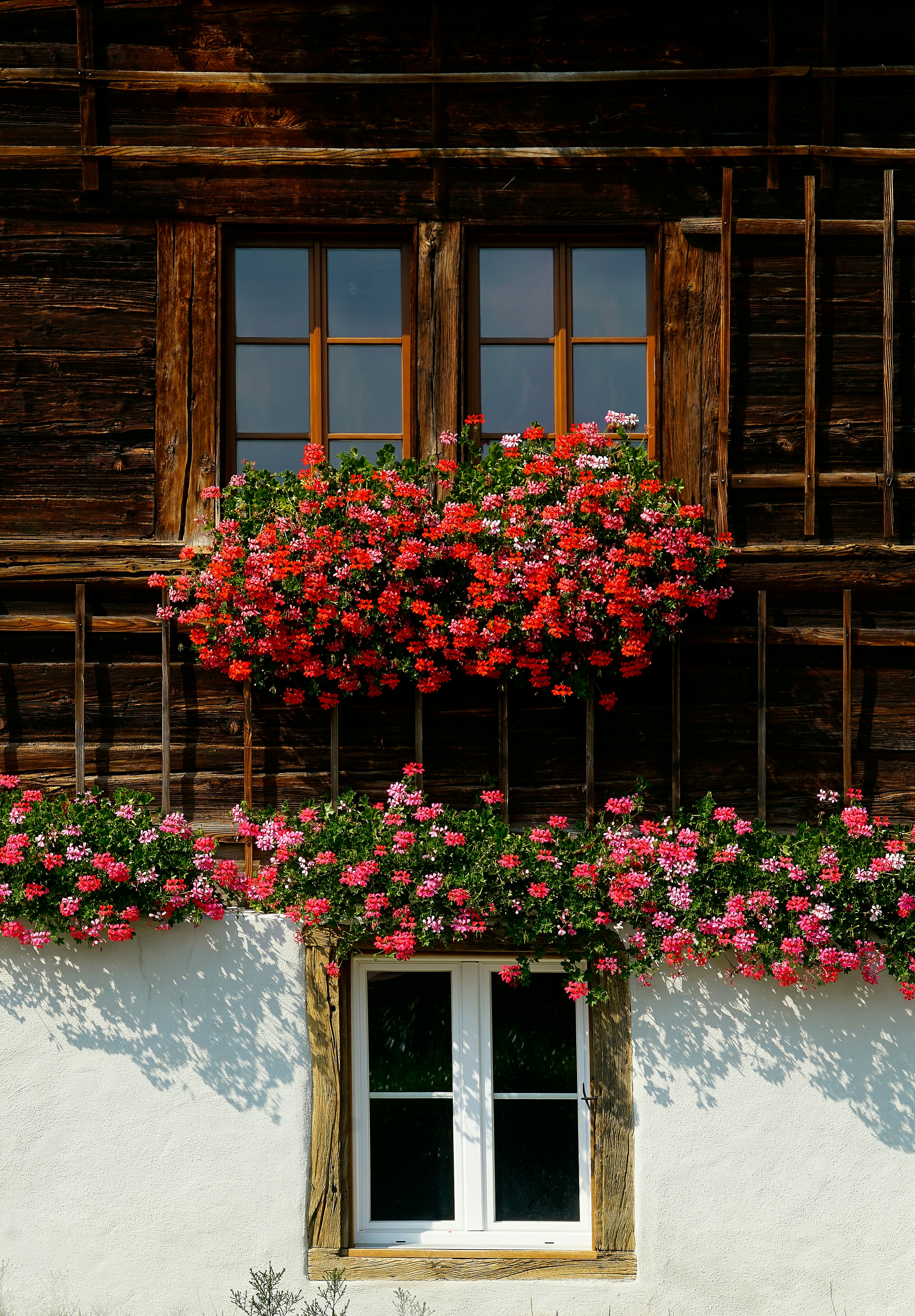 Nezahtjevno cvijeće za balkon
