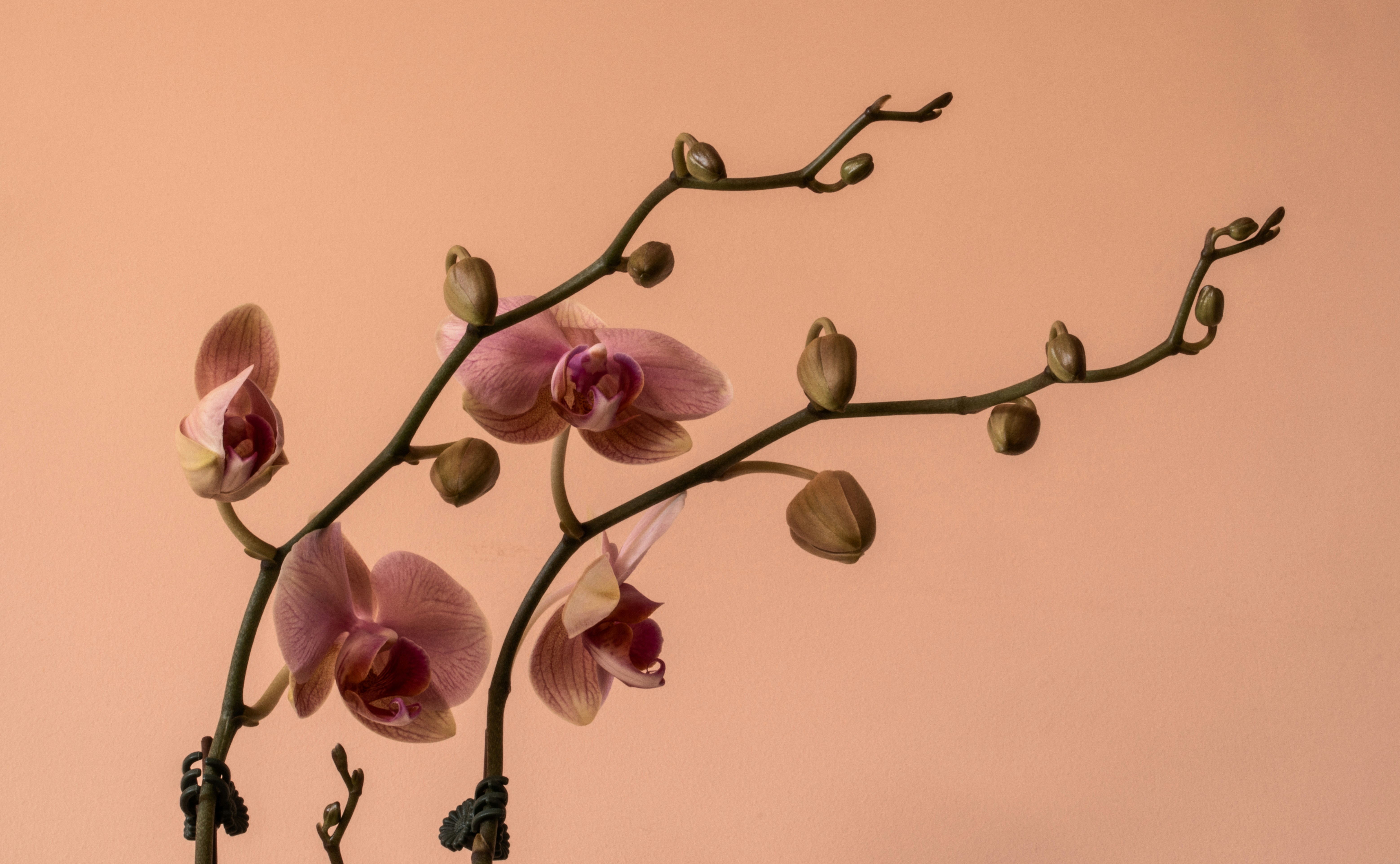 orhideja cvatnja