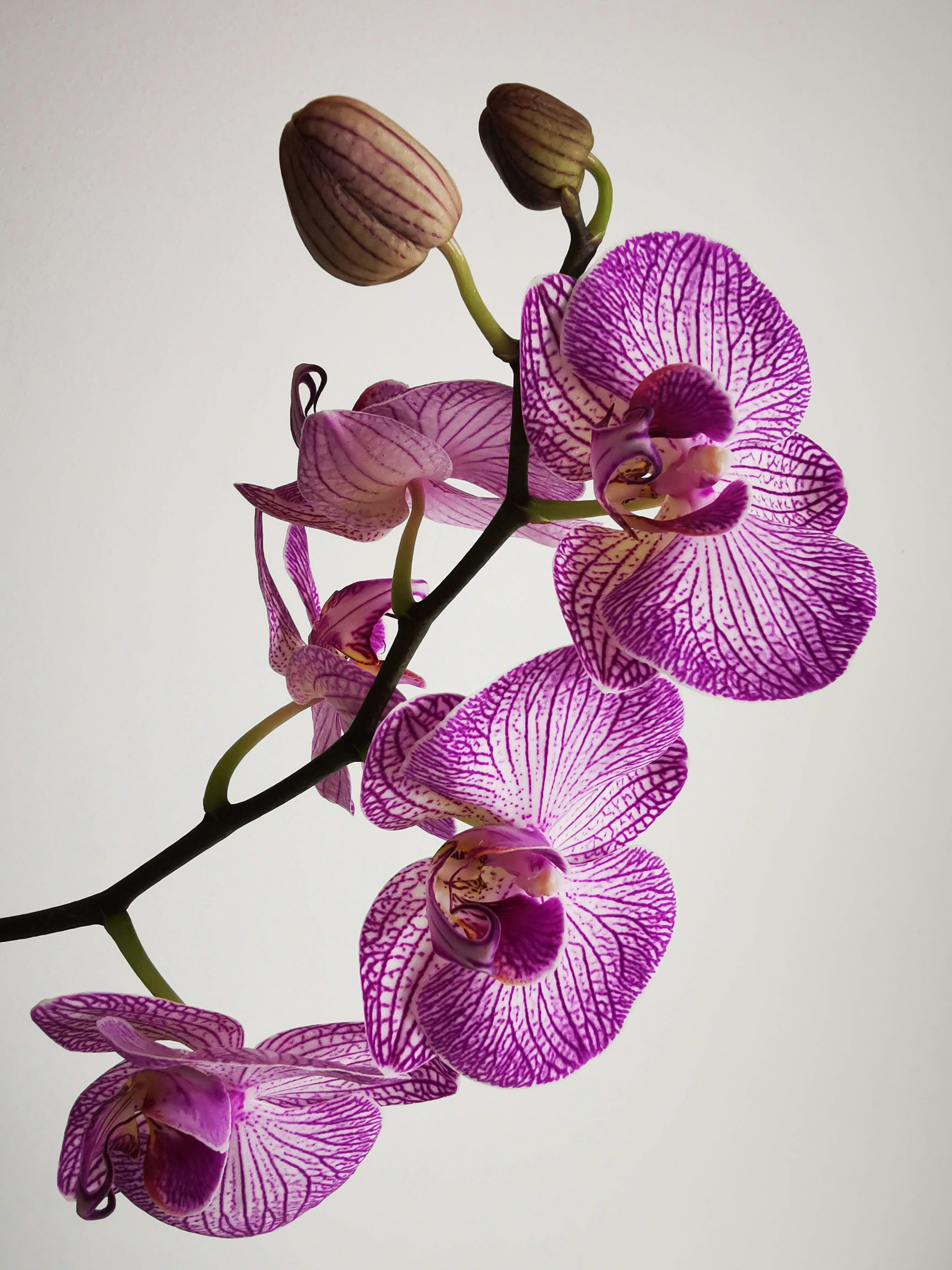 orhideja cvjetanje