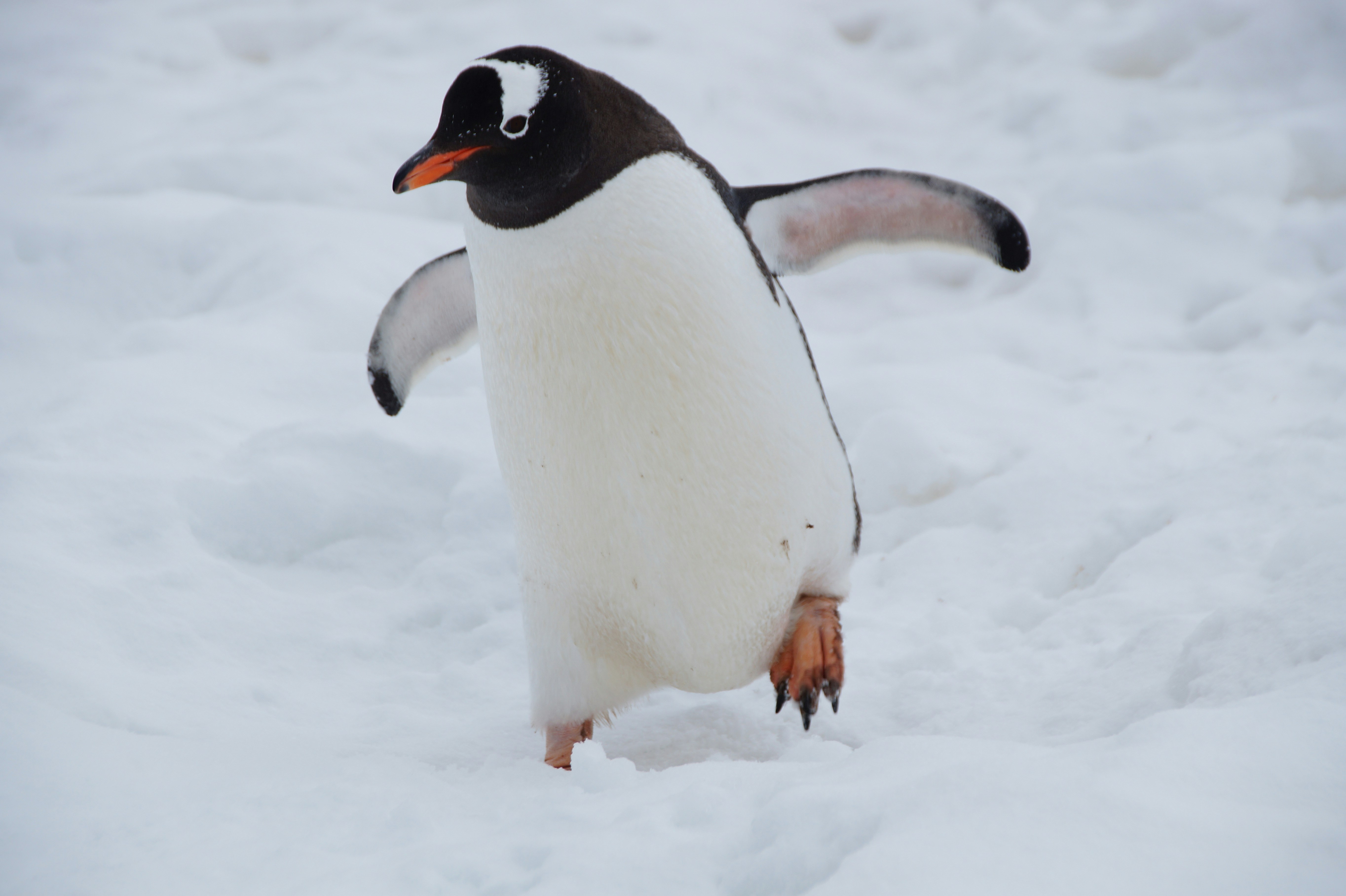 zanimljivosti o pingvinima