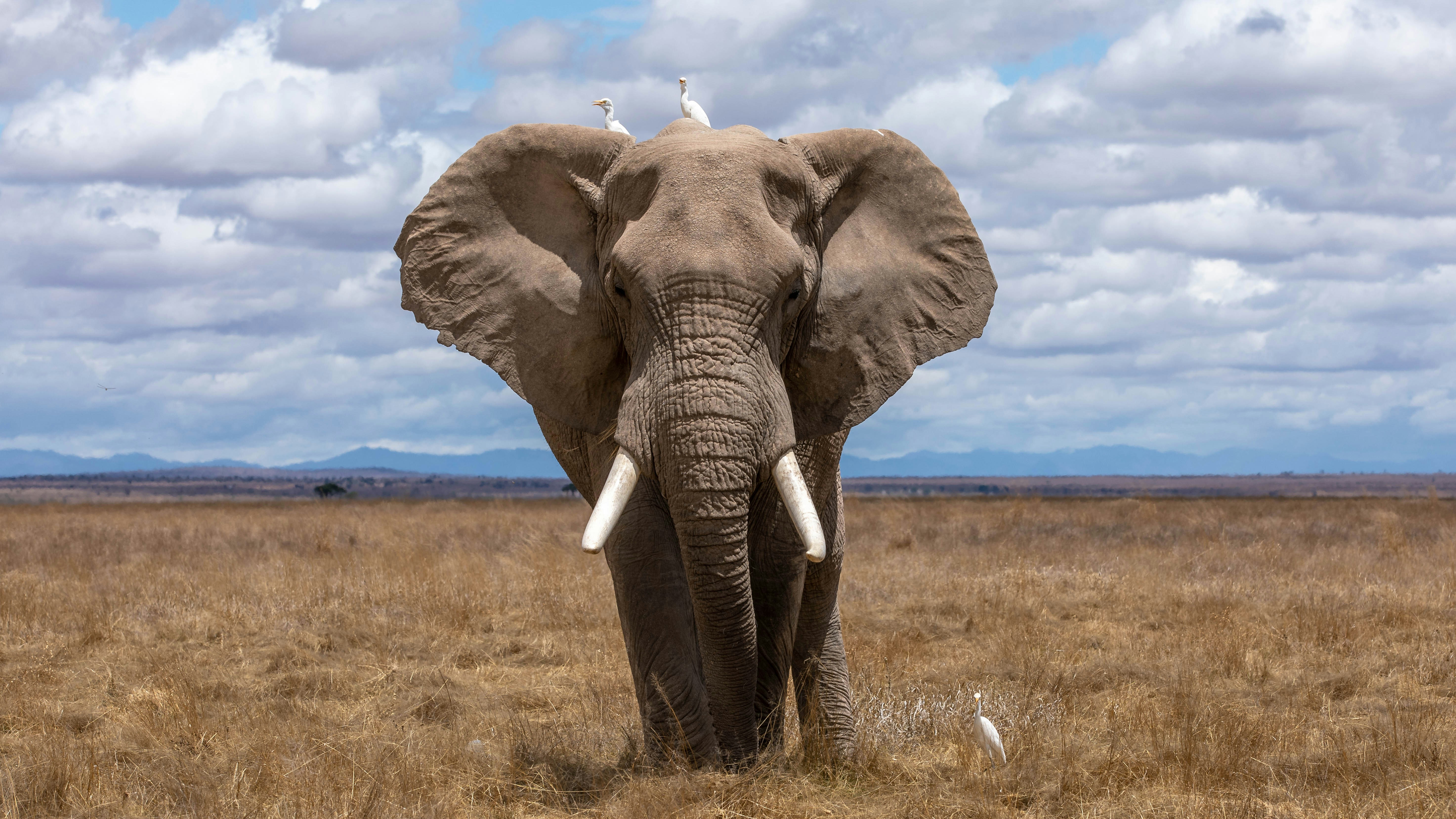 Zanimljivosti o slonovima 
