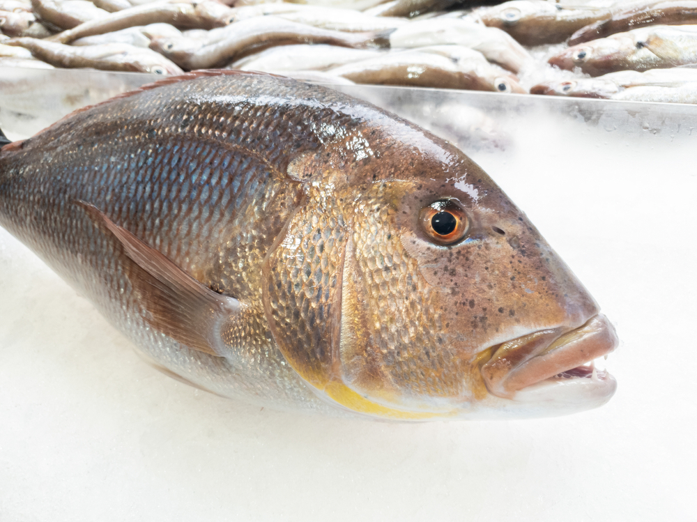 Najskuplja riba Jadrana: 7 vrsta koje uvijek drže visoku cijenu ...