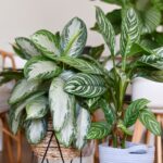 Veliki vodič: Dracena, peperomija i još 15 biljaka