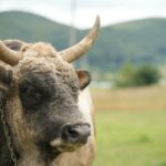 Ubijen Miško, bik koji je lutao Gračacem. Vlasnik očajan: ‘Ovo je kriminal, uopće nije bio opasan’