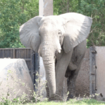 Uginuo je najusamljeniji slon na svijetu kojeg su Indijci držali u izolaciji 25 godina