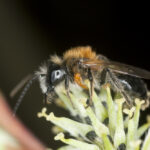 Jedna europska vrsta kukaca ispušta miris koji privlači pčele da bi im se uvukli u gnijezda i pojeli jaja