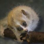 Zagrebački ZOO ima preslatku, ali i smrtonosnu prinovu: na svijet stiglo mladunče patuljastog lorisa