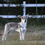 Pas pobjegao iz dvorišta u Istri i ugrizao dijete. Vlasnica prijavljena, psi koje drži već su napadali ljude