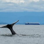 Grbavi kit nasukan duž njemačke obale konačno slobodno otplivao