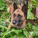 Video. Ova preslatka njuškica je u vrtu kod Trogira, među hrpom blitve, nanjušila zakopanu drogu