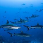 Osim kokaina, morski psi na Bahamima u krvi imaju i kofein i lijekove protiv bolova